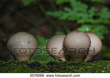 Stock Photo - Puffballs On A Log; Ontario Canada. Fotosearch