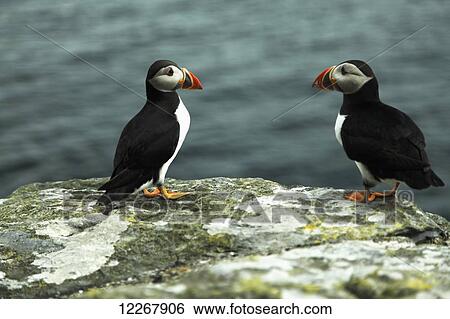 Stock Photograph - Puffins on Skellig Michael island, Wild Atlantic Way, Ring of Kerry; County Kerry, Ireland. Fotosearch