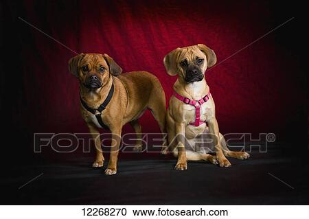 Pug Beagle dogs on red studio background; St. Albert, Alberta, Canada View Large Photo Image Stock Image - Pug Beagle dogs on red studio background; St. Albert, Alberta, Canada. Fotosearch