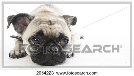 Pug Puppy On White Background With Grey Frame View Large Photo Image Stock Image - Pug Puppy On White Background With Grey Frame. Fotosearch