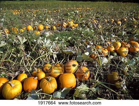 Picture - Pumpkin Field ÃƒÆ’Ã‚Â¡. Fotosearch