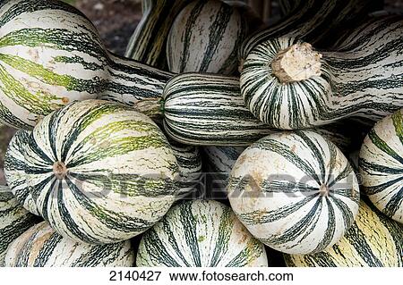 Stock Photo - Pumpkins For Sale At Fruteira Colonial Timbauva, On The Road To Santa Barbara Do Sul, Rio Grande Do Sul, Brazil. Fotosearch