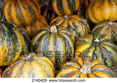 Stock Photo - Pumpkins For Sale At Fruteira Colonial Timbauva, On The Road To Santa Barbara Do Sul, Rio Grande Do Sul, Brazil. Fotosearch