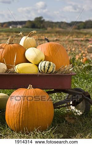 Picture - Pumpkins In Field. Fotosearch