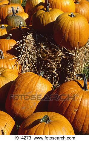 Stock Image - Pumpkins, Marsh Billings Farm. Fotosearch