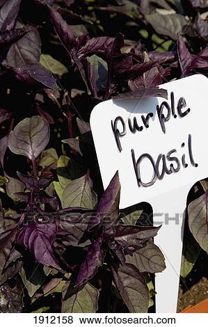 Stock Photo - Purple Basil With Tag, Peconic, North Fork, Long Island, New York, Usa. Fotosearch