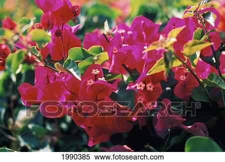 Purple Bougainvillea Flowers (Bougainvillea Spectabilis) On Plant View Large Photo Image Stock Photography - Purple Bougainvillea Flowers (Bougainvillea Spectabilis) On Plant. Fotosearch