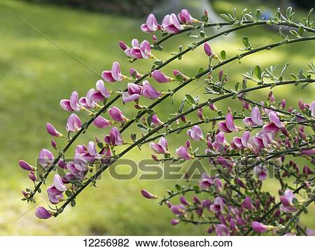 Purple broom blossom; England View Large Photo Image Stock Image - Purple broom blossom; England. Fotosearch