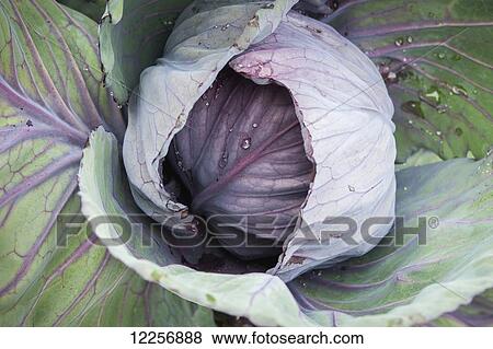 Stock Photo - Purple cabbage (Brassica oleracea) growing in Georgeson Botanical Garden; Fairbanks, Alaska, United States of America. Fotosearch