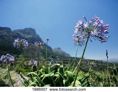 Stock Photo - Purple Flower In Kirstenbosch Botanical Gardens. Fotosearch