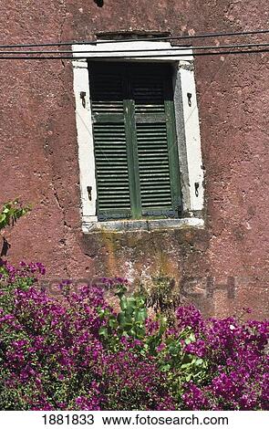 Stock Image - Purple Flowers Growing Outside Pink Building. Fotosearch