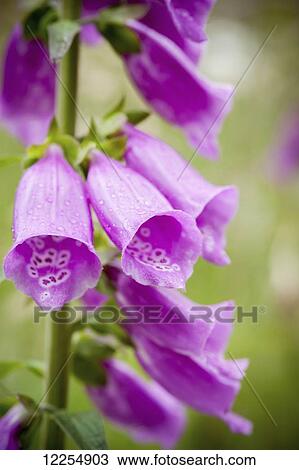 Stock Image - Purple flowers with water droplets; Portland, Oregon, United States of America. Fotosearch