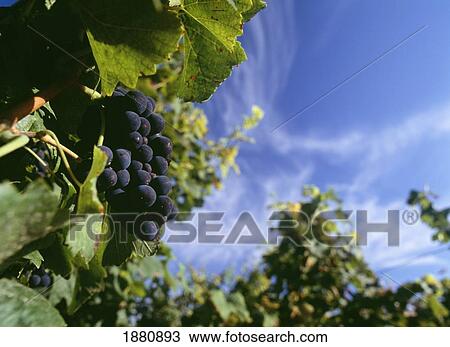 Stock Image - Purple Grapes On Vine In Vineyard. Fotosearch