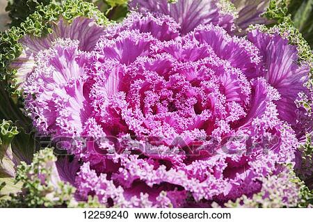Stock Image - Purple kale (Brassica oleracea Acephala) growing on an Alaskan farm; Palmer, Alaska, United States of America. Fotosearch