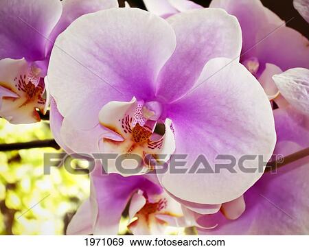 Stock Photo - Purple Orchids, Macro Detail, Out Of Focus Background.. Fotosearch