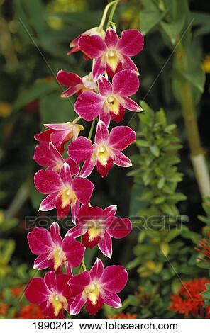 Stock Image - Purple Orchids. Fotosearch