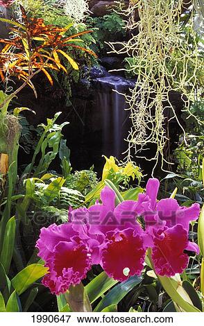 Purple Orchids Surrounded By Tropical Greenery And Waterfall In Background View Large Photo Image Stock Photo - Purple Orchids Surrounded By Tropical Greenery And Waterfall In Background. Fotosearch