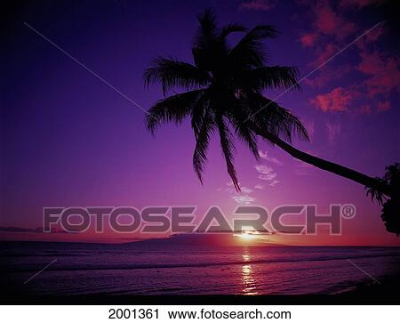 Purple Pink Sunset Palm Silhouetted Along Ocean Shoreline Reflections View Large Photo Image Stock Image - Purple Pink Sunset Palm Silhouetted Along Ocean Shoreline Reflections. Fotosearch