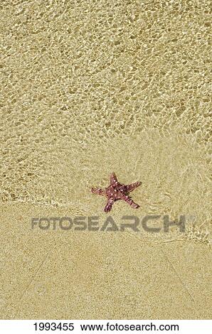 Purple Starfish Sitting On Sand In Shallows Of Crystal Clear Rippling Water View Large Photo Image Stock Photography - Purple Starfish Sitting On Sand In Shallows Of Crystal Clear Rippling Water. Fotosearch