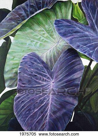 Purple Taro, Green And Purple Taro Leaves (Acrylic Painting). View Large Photo Image Stock Photography - Purple Taro, Green And Purple Taro Leaves (Acrylic Painting).. Fotosearch