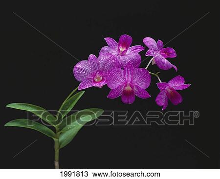 Stock Image - Purple Vanda Orchids On Plant, Closeup Studio Shot. Fotosearch