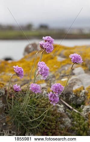 Stock Image - Purple Wildflowers, Isle Of Whithorn, Dumfries And Galloway, Scotland. Fotosearch