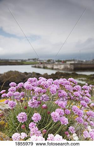 Stock Photo - Purple Wildflowers, Isle Of Whithorn, Dumfries And Galloway, Scotland. Fotosearch