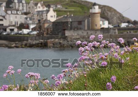 Purple Wildflowers; Portpatrick, Dumfries And Galloway, Scotland View Large Photo Image Stock Photo - Purple Wildflowers; Portpatrick, Dumfries And Galloway, Scotland. Fotosearch