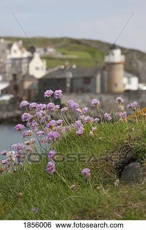 Purple Wildflowers, Portpatrick, Dumfries And Galloway, Scotland View Large Photo Image Stock Photograph - Purple Wildflowers, Portpatrick, Dumfries And Galloway, Scotland. Fotosearch