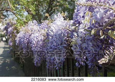 Stock Image - Purple Wisteria Flowers In South Kensington In The Springtime, London, England, Uk. Fotosearch