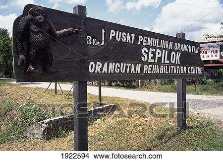 Picture - Pusat Pemulihan Orangutan Rescue Centre. Fotosearch