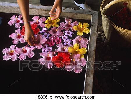 Stock Photography - Putting Flowers In Bath, Close Up. Fotosearch