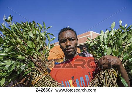 Qat sellers in a market just outside the old city of Harar in Eastern Ethiopia; Harar, Ethiopia View Large Photo Image Stock Photo - Qat sellers in a market just outside the old city of Harar in Eastern Ethiopia; Harar, Ethiopia. Fotosearch