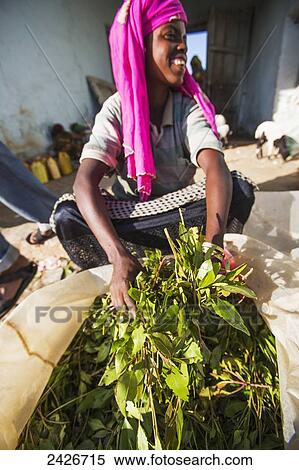 Qat sellers in a market just outside the old city of Harar in Eastern Ethiopia; Harar, Ethiopia View Large Photo Image Stock Photography - Qat sellers in a market just outside the old city of Harar in Eastern Ethiopia; Harar, Ethiopia. Fotosearch