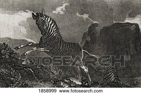 Stock Photo - Quagga. Equus Quagga With A View Of The Table Mountain At The Cape Of Good Hope Engraved By Scott After Craig. From The Book The Gallery Of Nature And Art Volume Ii. Published London C. 1823.. Fotosearch