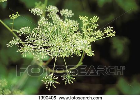 Queen Anne's Lace, Soft Focus, Close-Up View Large Photo Image Stock Photography - Queen Anne's Lace, Soft Focus, Close-Up. Fotosearch