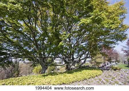 Picture - Queen Elizabeth Park, Vancouver, British Columbia, Canada. Fotosearch