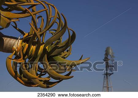 Quiver Tree (Aloe Dichotoma) And Windmill; Namibia View Large Photo Image Stock Image - Quiver Tree (Aloe Dichotoma) And Windmill; Namibia. Fotosearch