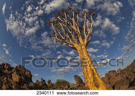Stock Image - Quiver Tree With Cirrocumulus Floccus In Warm Orange; Namibia. Fotosearch