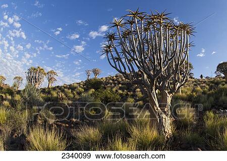 Stock Photo - Quiver Tree With Cirrocumulus Floccus; Namibia. Fotosearch