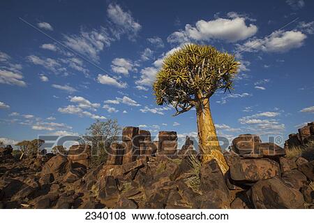 Stock Photo - Quiver Tree With Cirrocumulus Floccus Warm In Orange; Namibia. Fotosearch