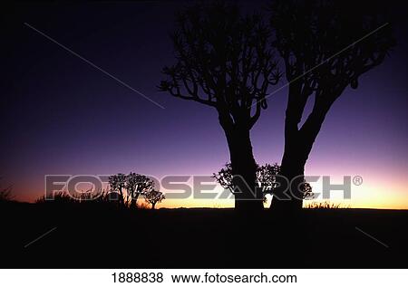 Stock Photo - Quiver Trees In The Twilight. Fotosearch