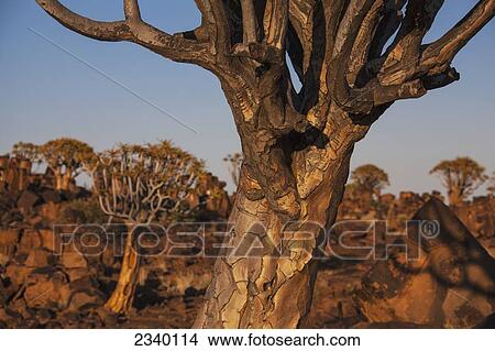 Picture - Quiver Trees On Rocks; Namibia. Fotosearch