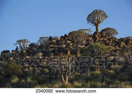 Stock Image - Quiver Trees On Rocky Mountain; Namibia. Fotosearch
