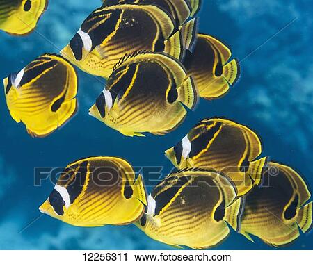Racoon Butterflyfish (Chaetodon lunula) schooling near Kona; Island of Hawaii, Hawaii, United States of America View Large Photo Image Stock Image - Racoon Butterflyfish (Chaetodon lunula) schooling near Kona; Island of Hawaii, Hawaii, United States of America. Fotosearch
