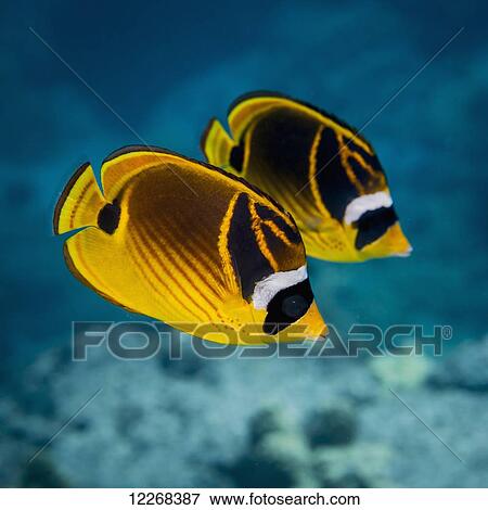 Racoon Butterflyfish (Chaetodon lunula); Kona, Island of Hawaii, Hawaii, United States of America View Large Photo Image Stock Photo - Racoon Butterflyfish (Chaetodon lunula); Kona, Island of Hawaii, Hawaii, United States of America. Fotosearch
