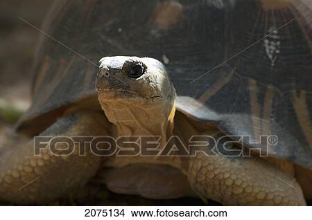Picture - Radiated Tortoise (Geochelone Radiata), Arboretum D'antsokay, Toliara Province, Madagascar. Fotosearch