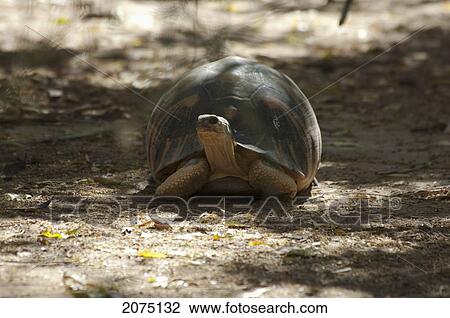 Stock Image - Radiated Tortoise (Geochelone Radiata), Arboretum D'antsokay, Toliara Province, Madagascar. Fotosearch