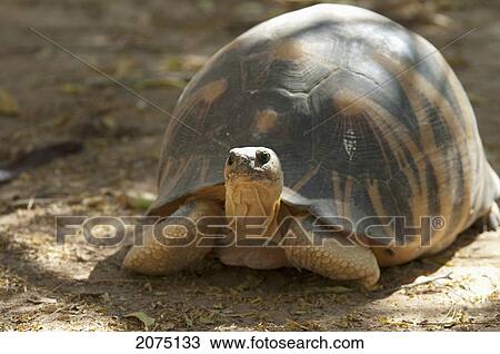 Stock Image - Radiated Tortoise (Geochelone Radiata), Arboretum D'antsokay, Toliara Province, Madagascar. Fotosearch
