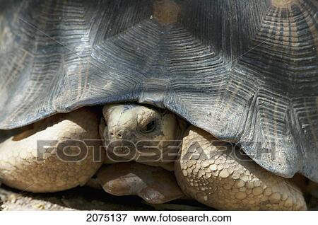Radiated Tortoise (Geochelone Radiata), Arboretum D'antsokay, Toliara Province, Madagascar View Large Photo Image Stock Photo - Radiated Tortoise (Geochelone Radiata), Arboretum D'antsokay, Toliara Province, Madagascar. Fotosearch
